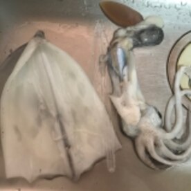 調理ハサミで超簡単なイカの捌き方 レシピ 作り方 By ともオカンyoutuber 楽天レシピ 調理ハサミで超簡単なイカの捌き方 レシピ 作り方 By ともオカンyoutuber 楽天レシピ